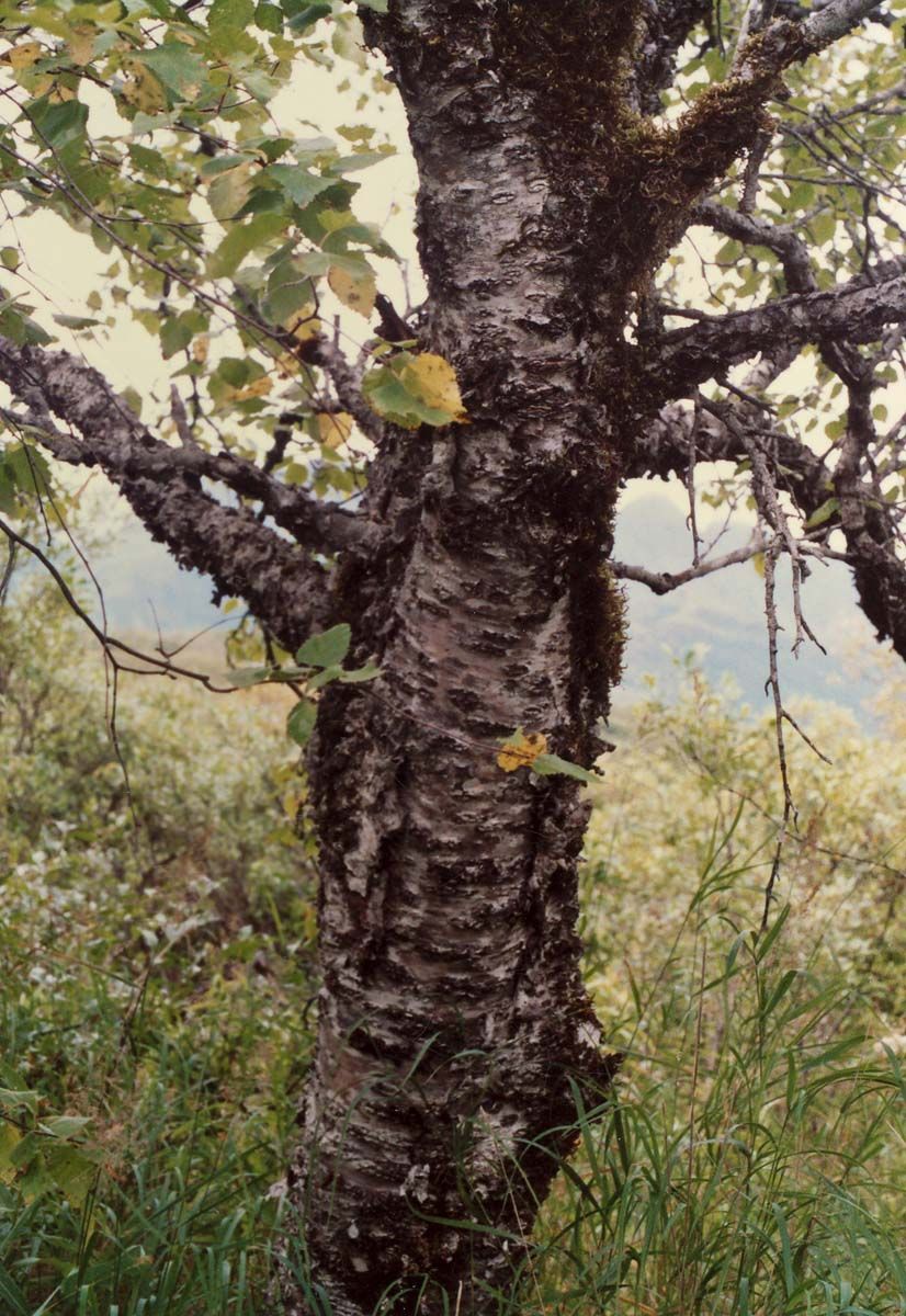 Kenai Birch