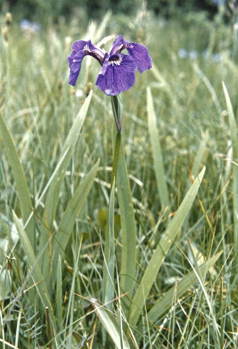 Wild Iris