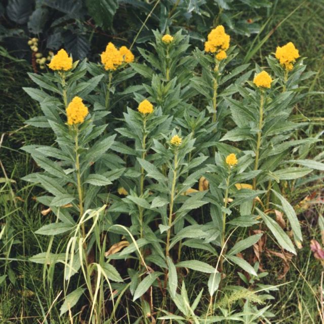 Goldenrod
