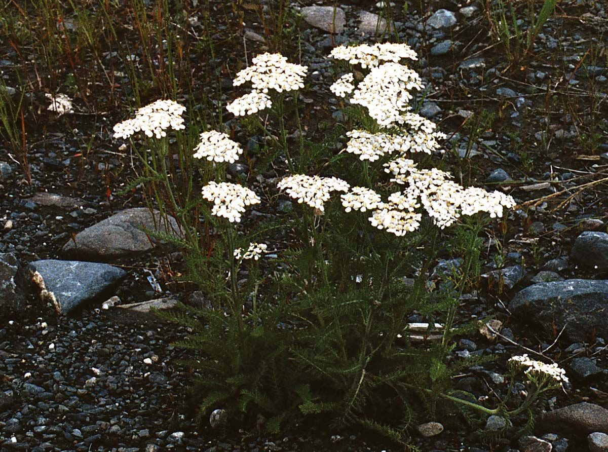 Northern Yarrow