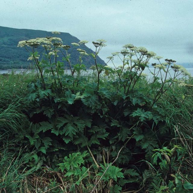 Cow Parsnip