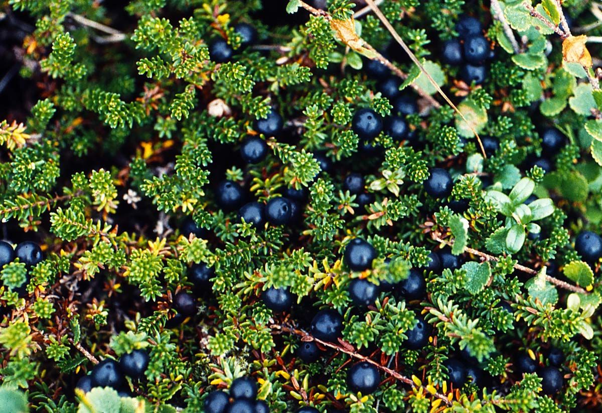 Crowberry
