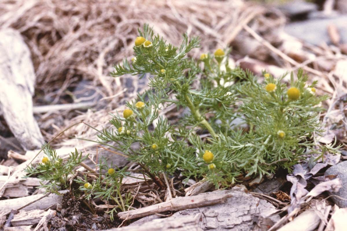 Pineapple Weed