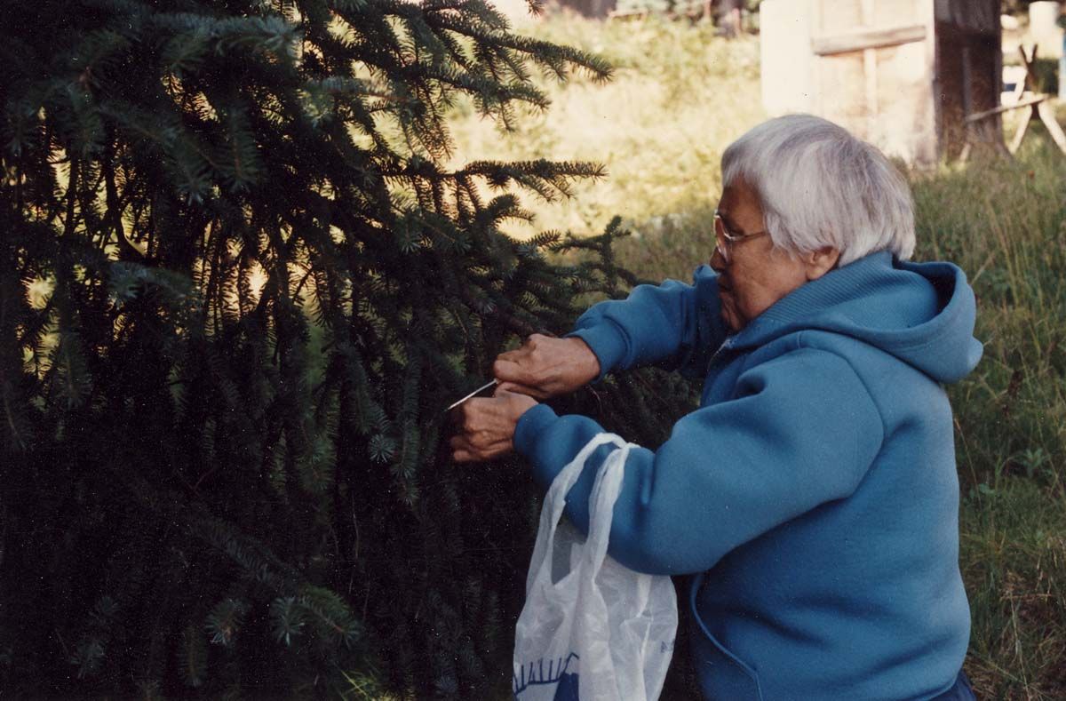 Gathering Sitka Spruce