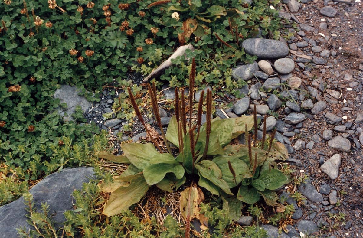 Common Plantain