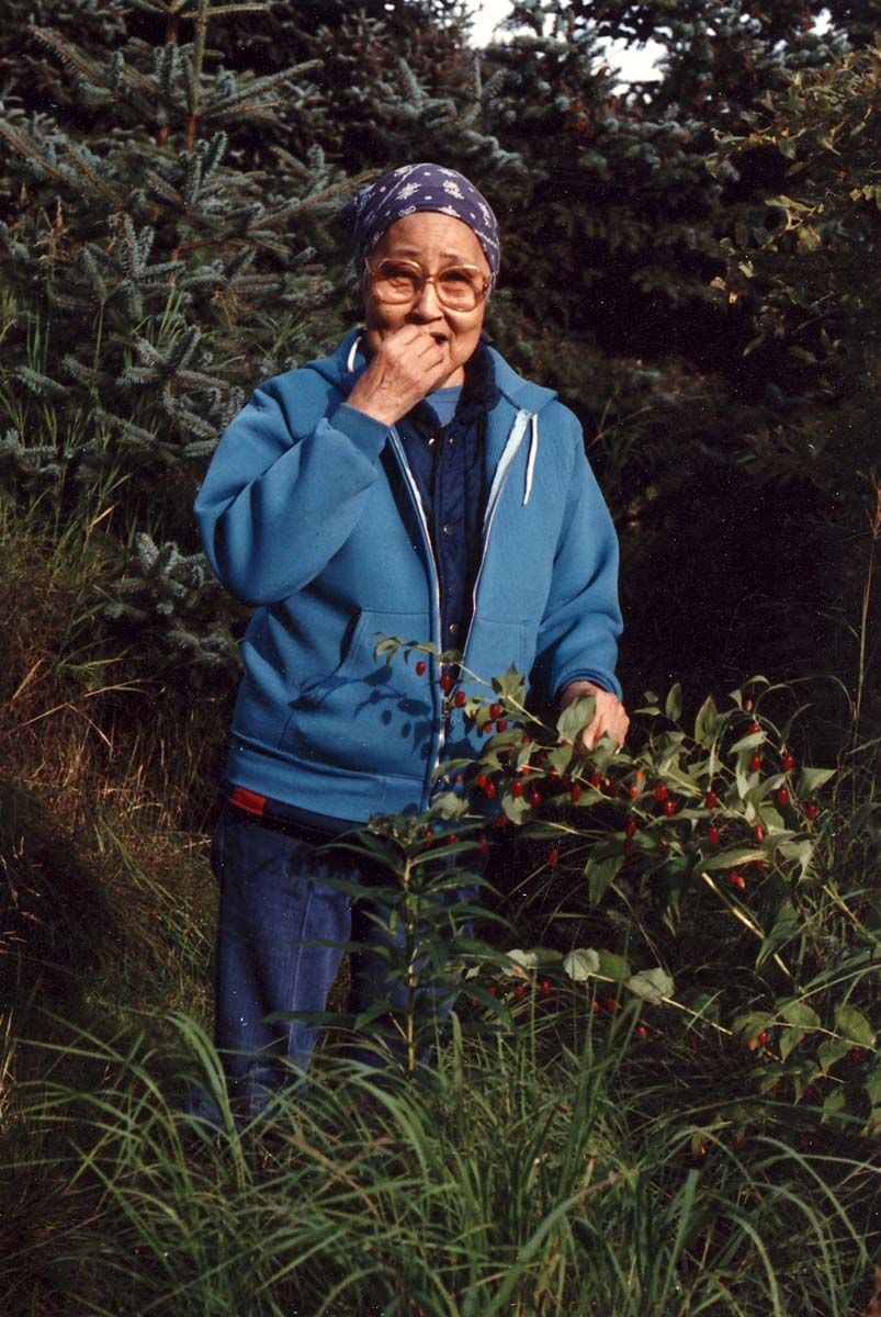 Woman gathering Watermelon Berries
