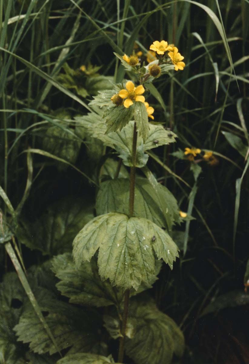 Large Leaf Avens