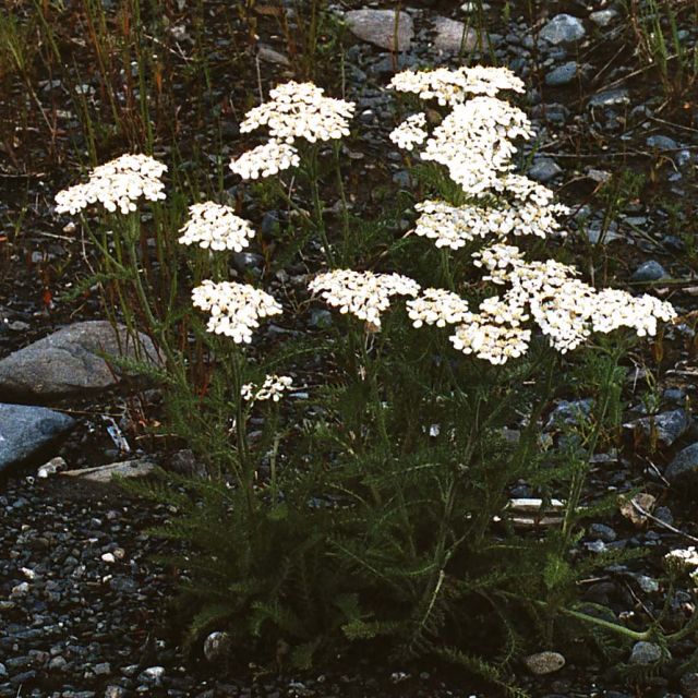Northern Yarrow