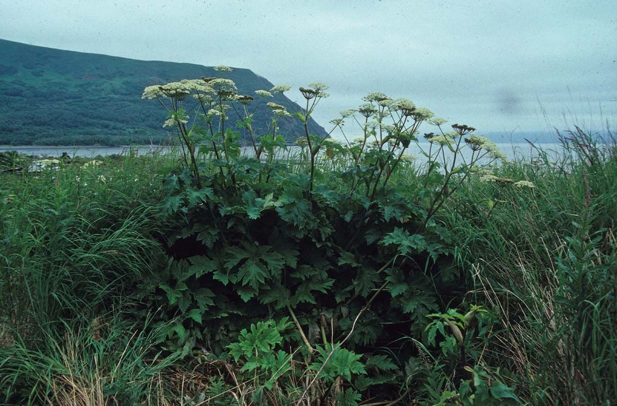 Cow Parsnip
