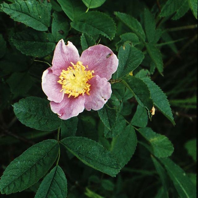 Nootka Rose