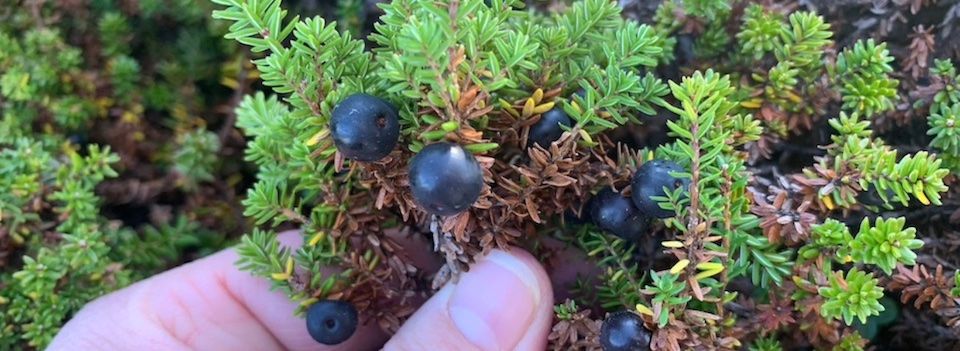 Crowberry
