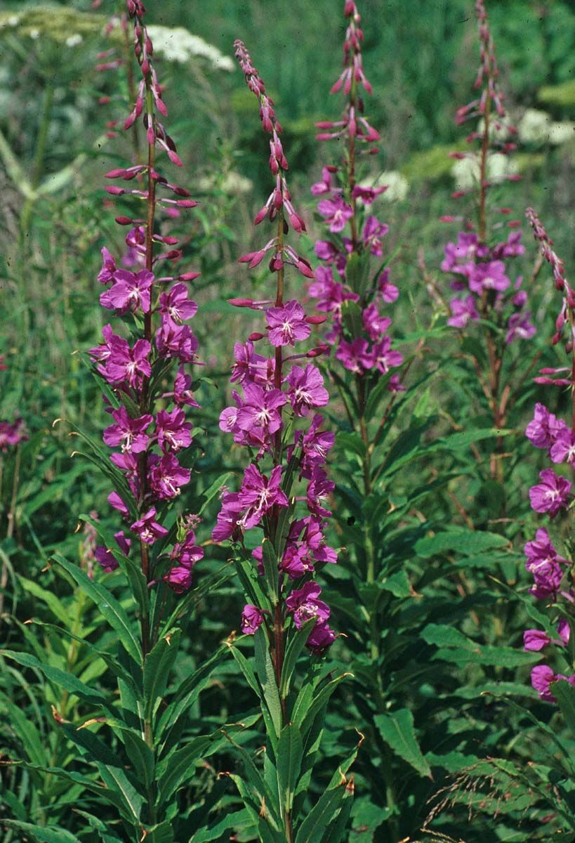 Fireweed