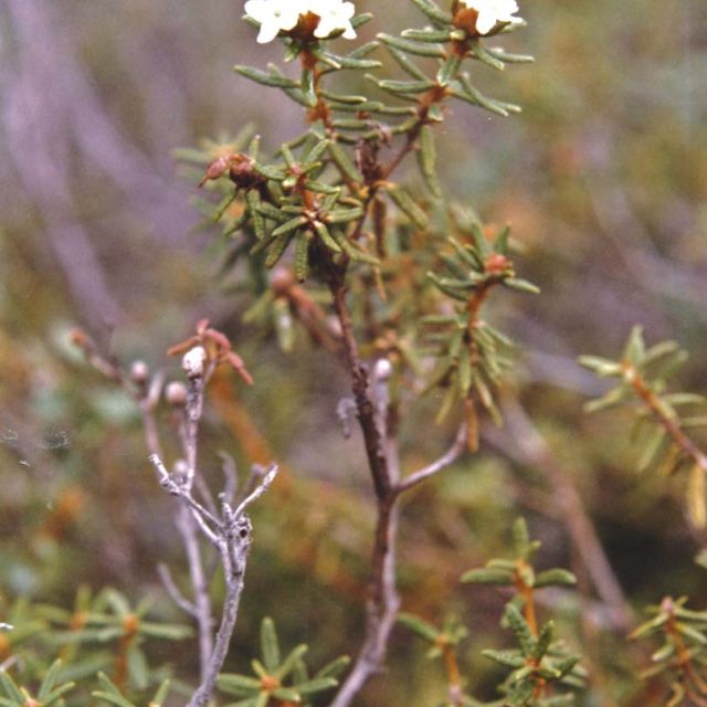 Narrow Leaf Labrador Tea