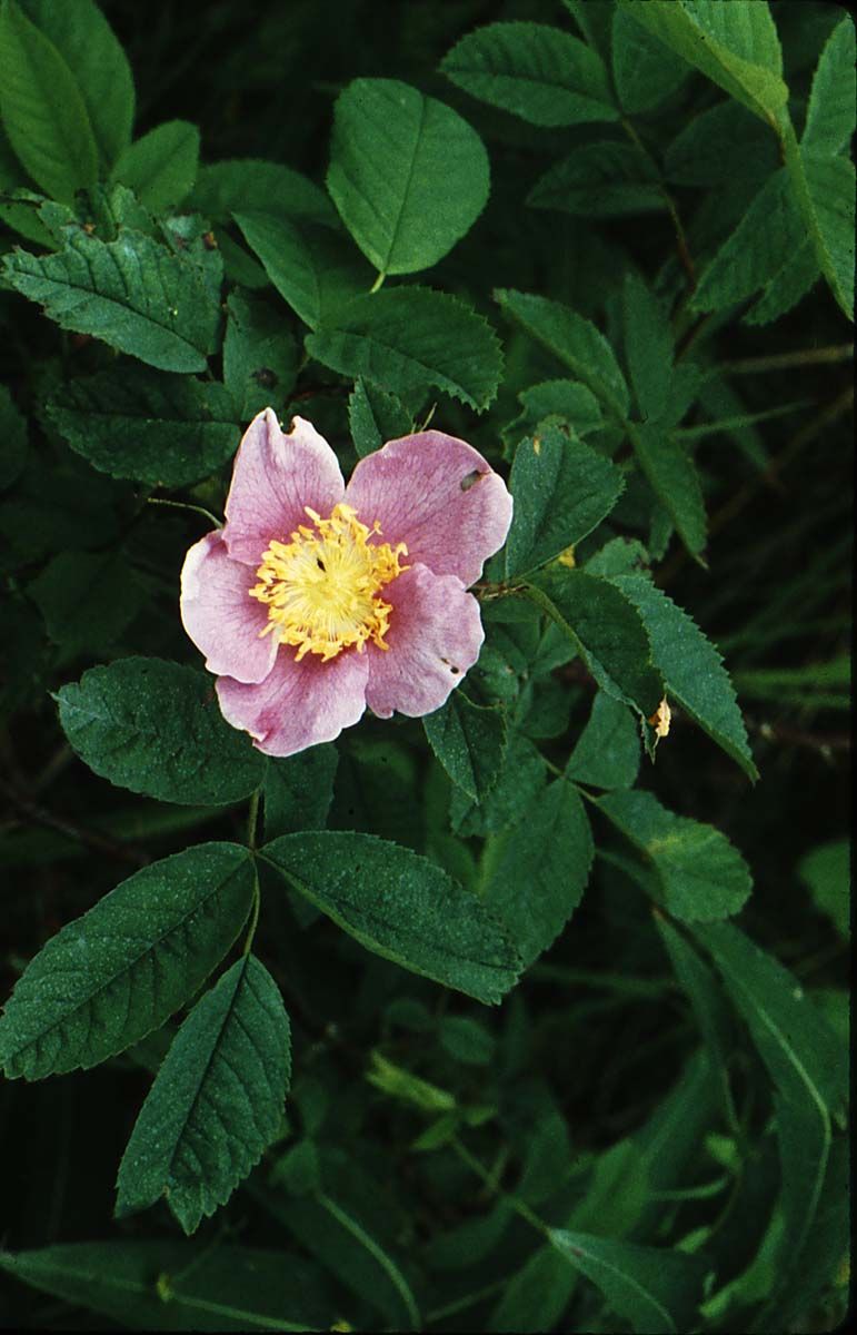 Nootka Rose