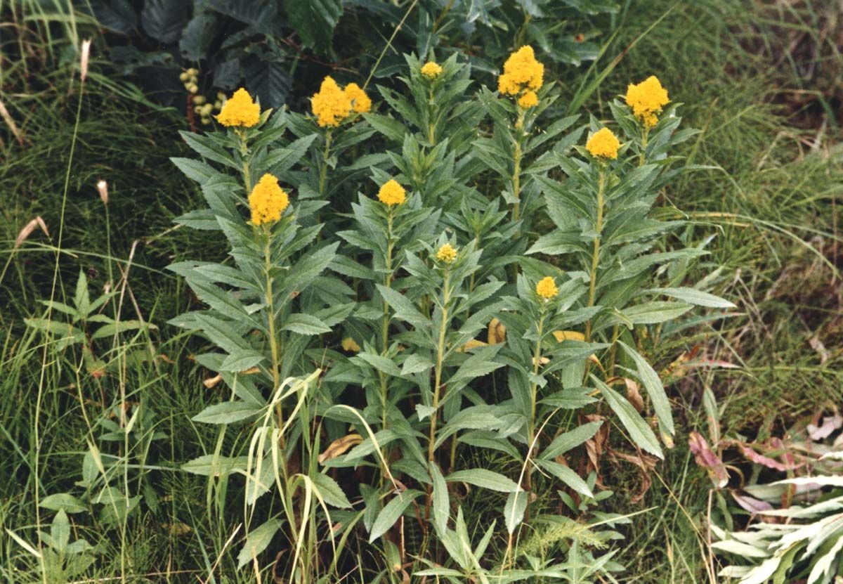 Goldenrod