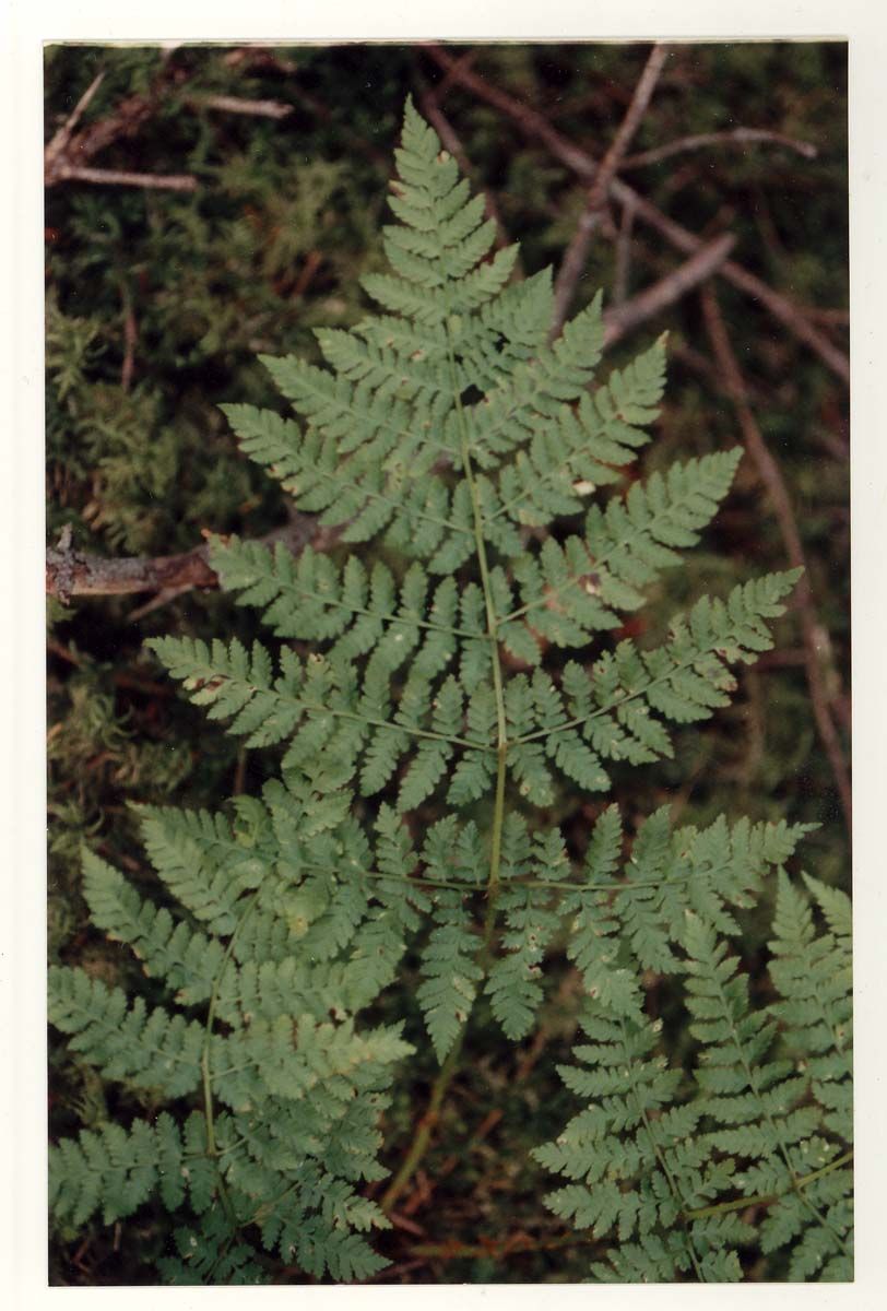 Lady Fern