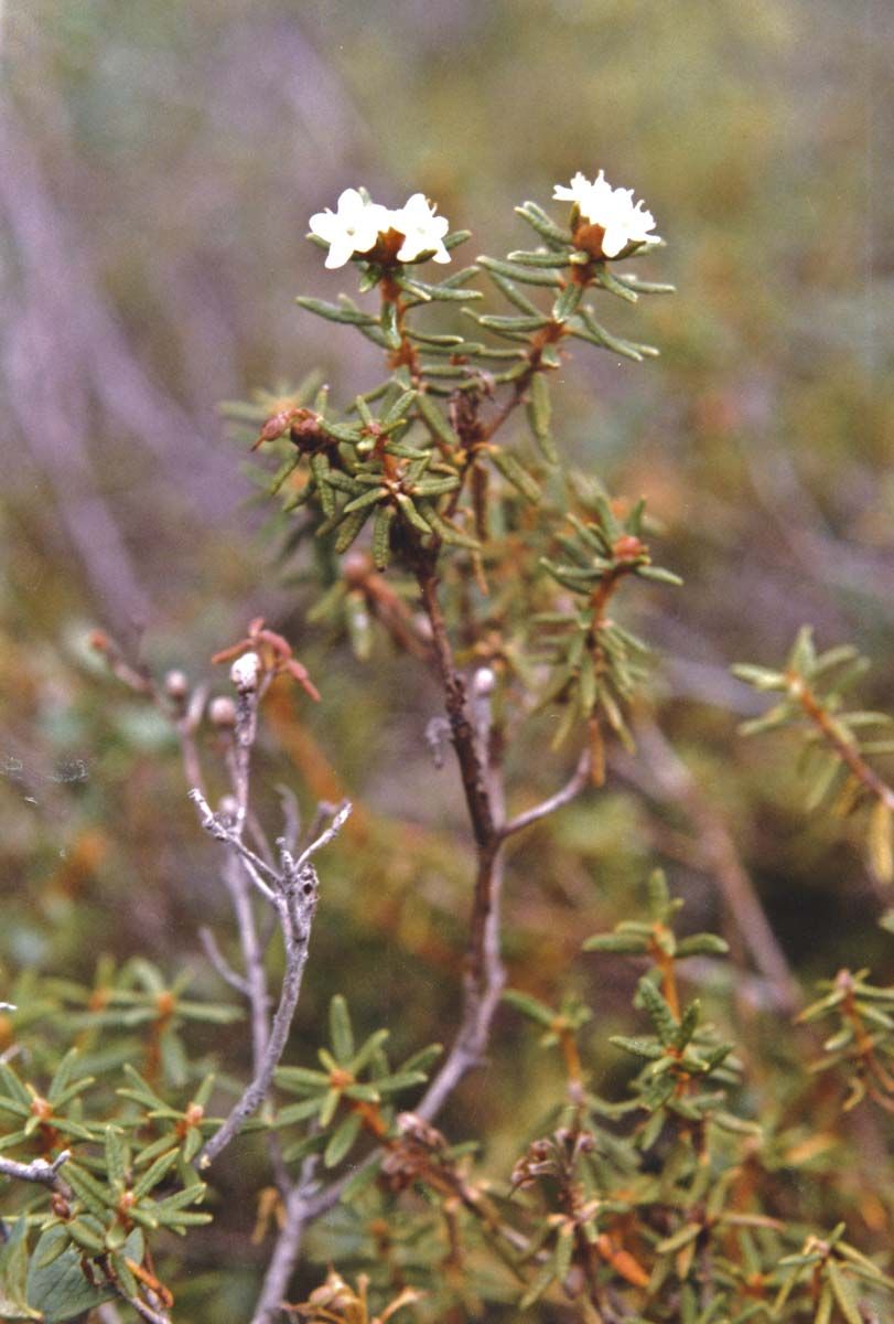 Narrow Leaf Labrador Tea