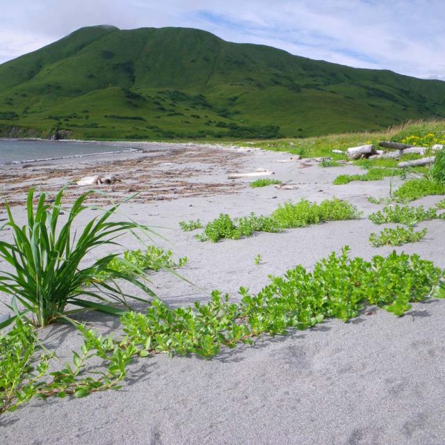 Seabeach Sandwort