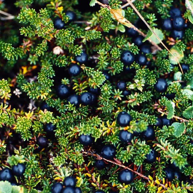 Crowberry