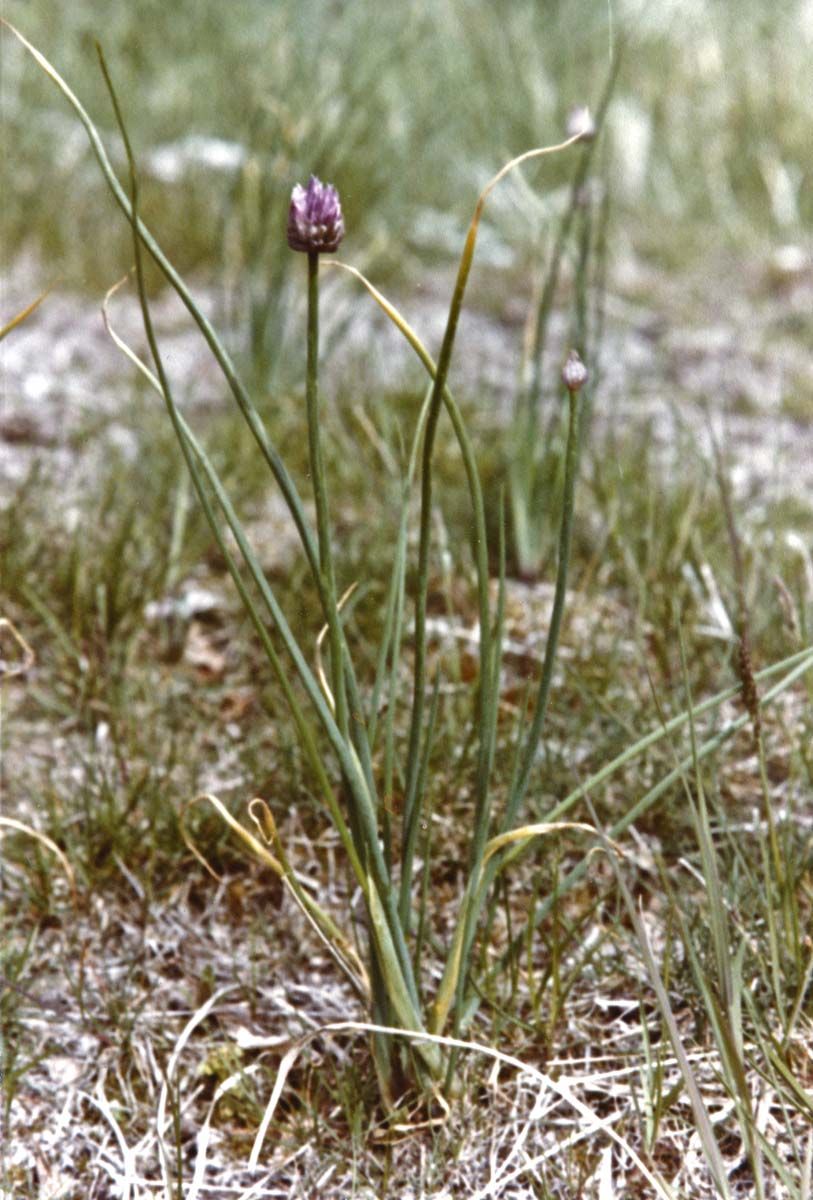 Wild Chive