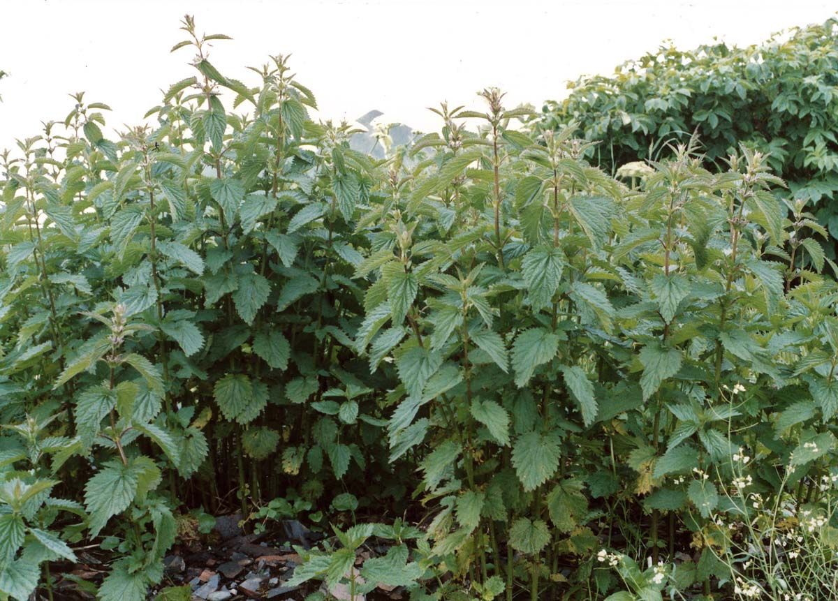 Nettle Plant