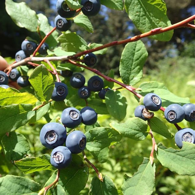 Blueberry Plant