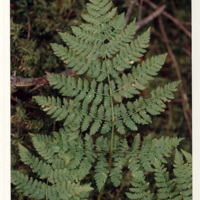 Lady Fern