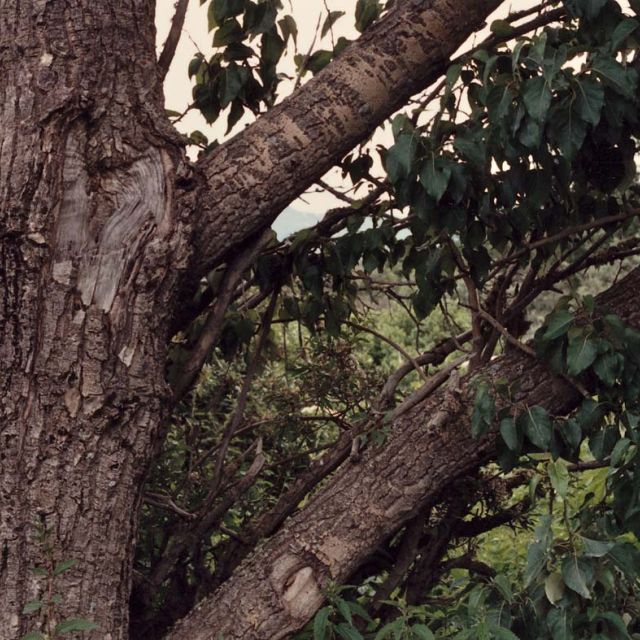 Balsam Cottonwood, Balsam Poplar
