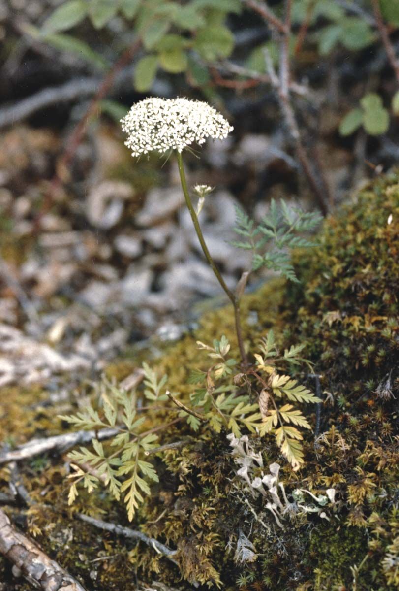 Hemlock Parsley