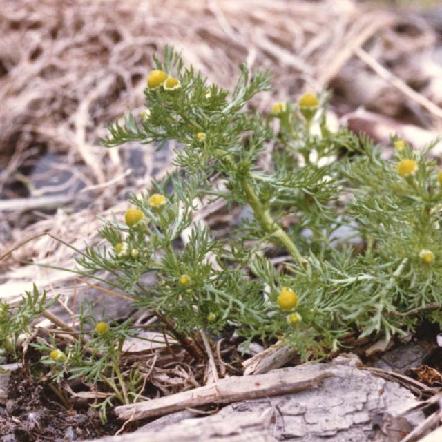 Pineapple Weed