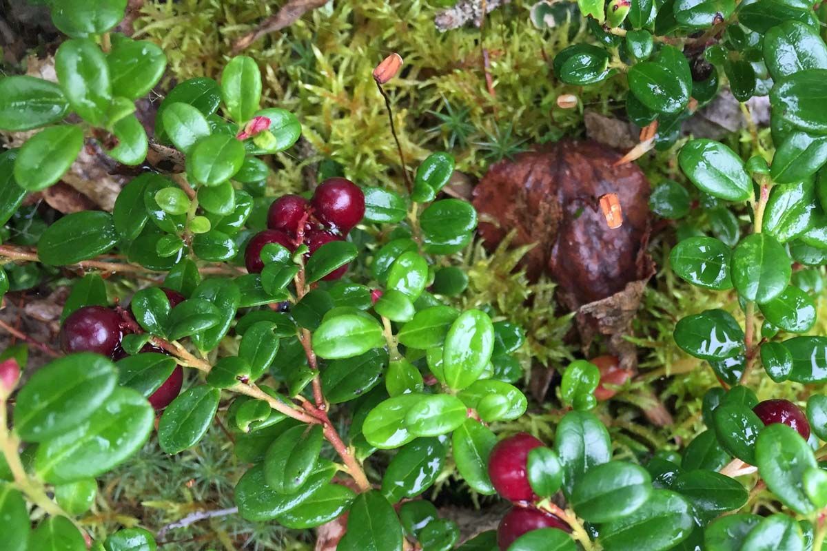 Lingonberry