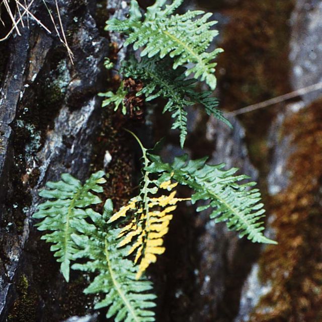 Licorice Fern