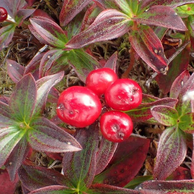 Swedish Dwarf Cornel; Bunchberry
