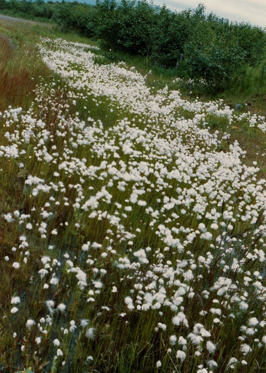 Cotton Grass