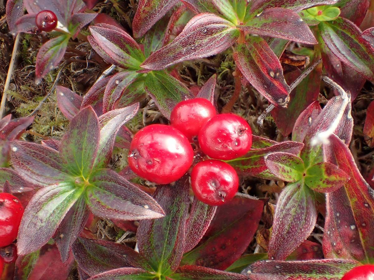 Swedish Dwarf Cornel; Bunchberry