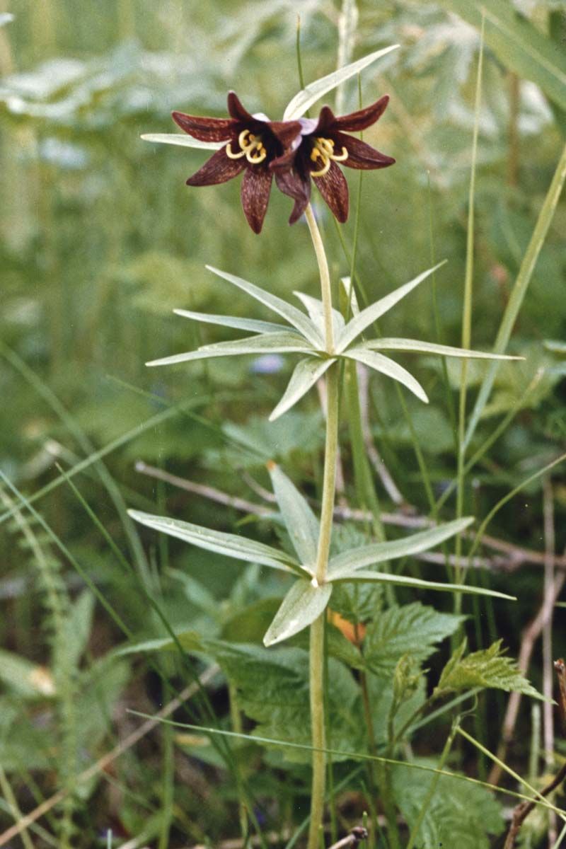 Chocolate Lily