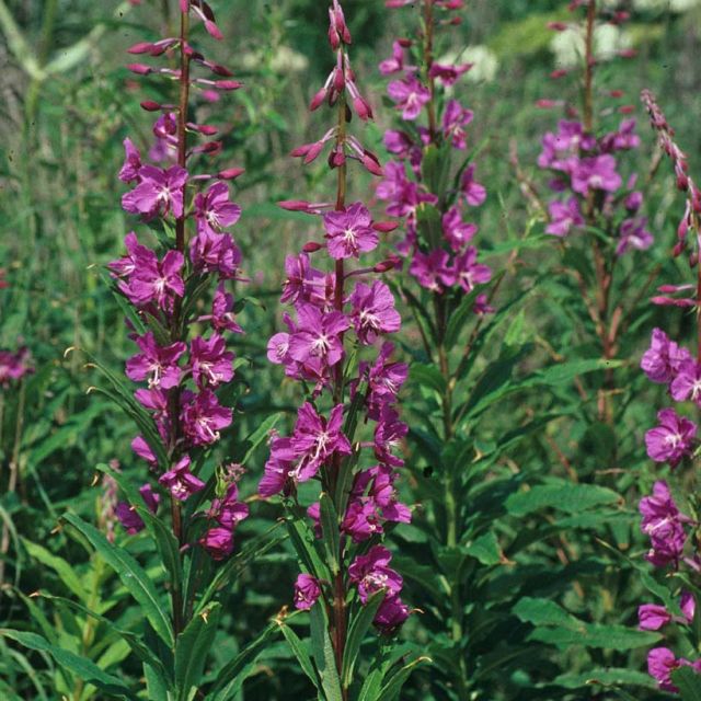 Fireweed
