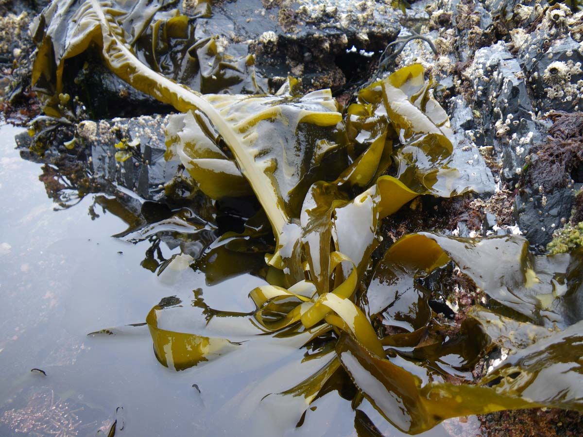 Ribbon Kelp