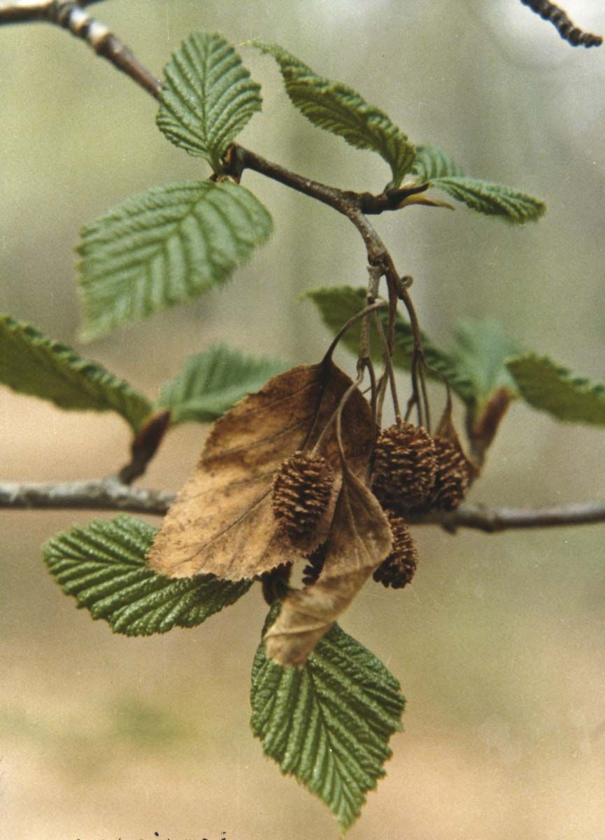 Sitka Alder, Mountain Alder