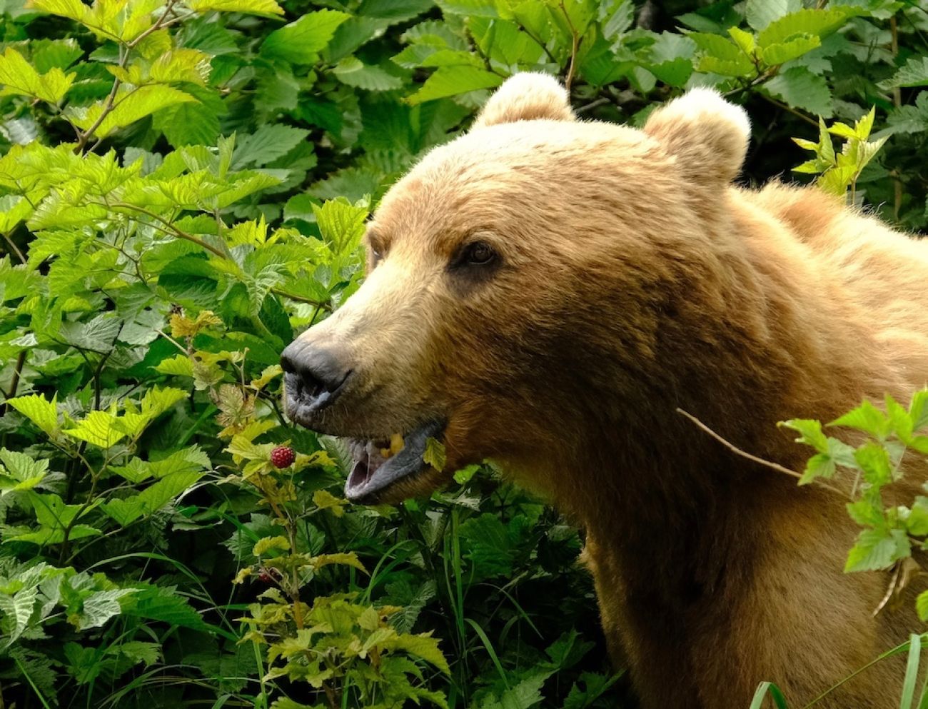 A painting filled with the fish, birds and mammals found on Kodiak.