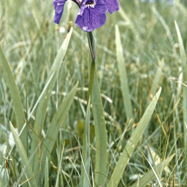 Wild Iris