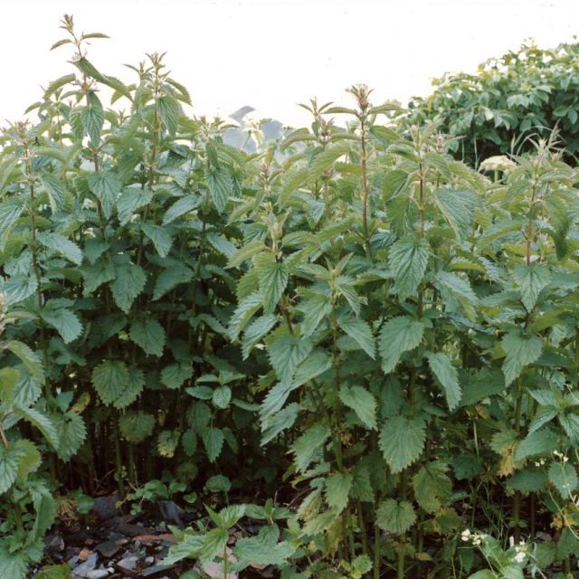 Nettle Plant