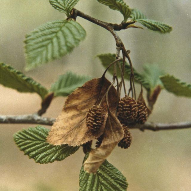 Sitka Alder, Mountain Alder