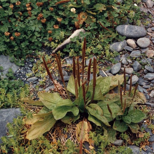 Common Plantain