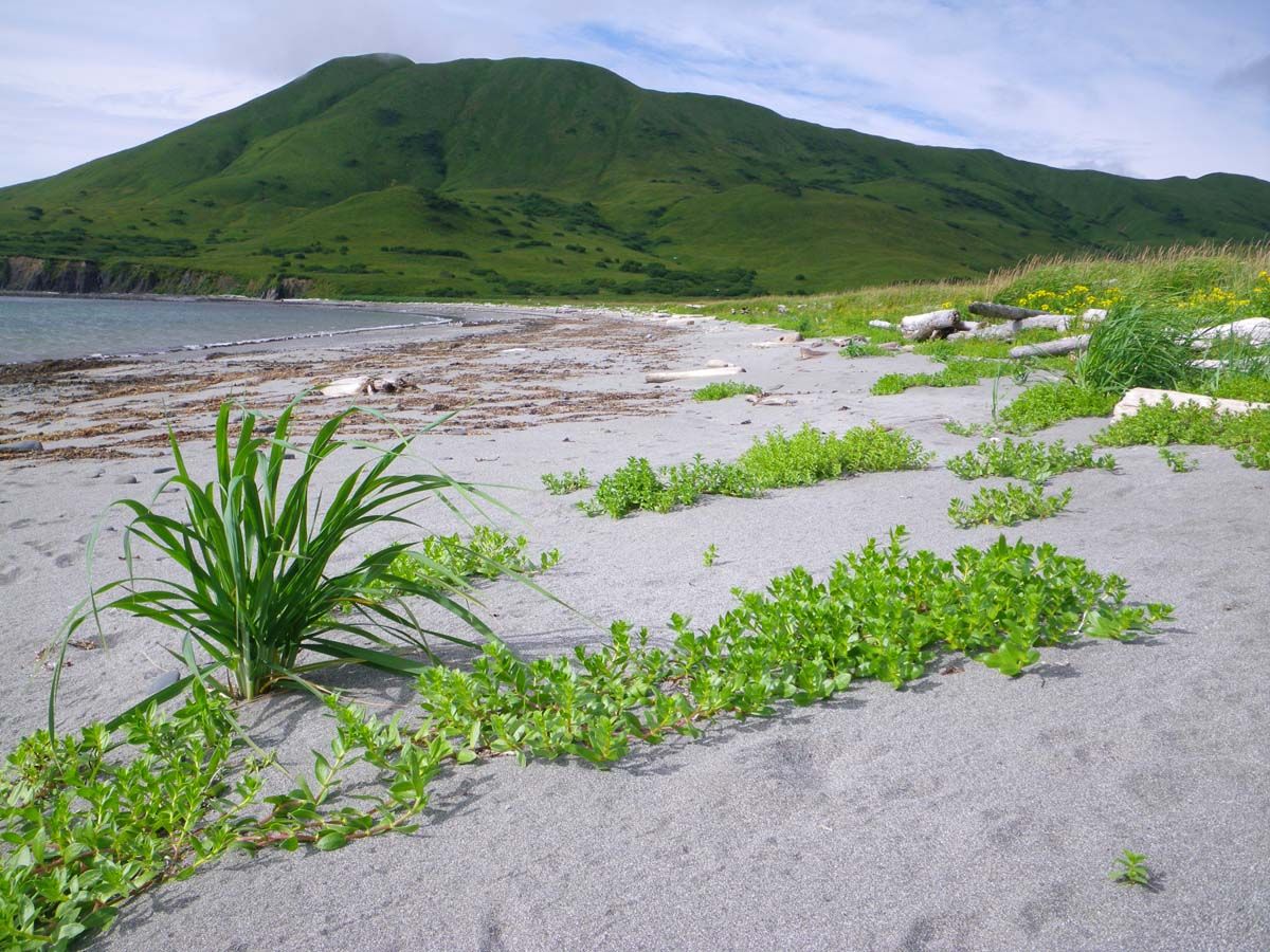 Seabeach Sandwort