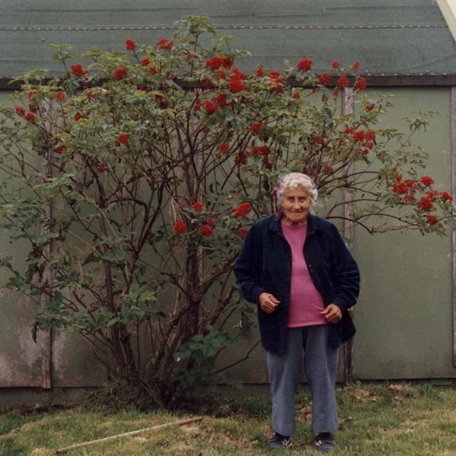 Pacific Red Elder
