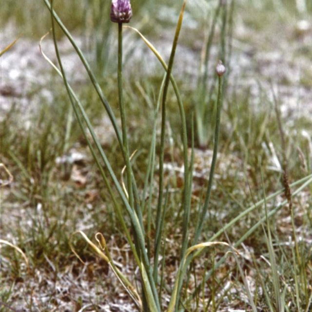 Wild Chive